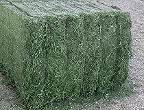 Alfalfa deshidratada en pacas